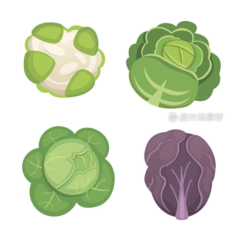 Set vector Cabbage and Lettuce. Vegetable green broccoli, kohlrabi, other different cabbages.